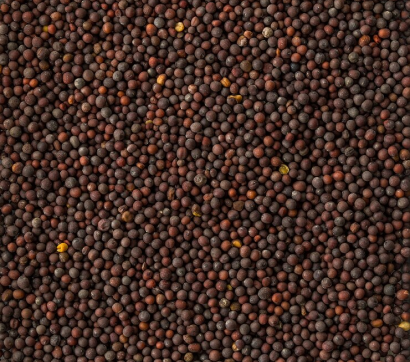 Mustard Seeds