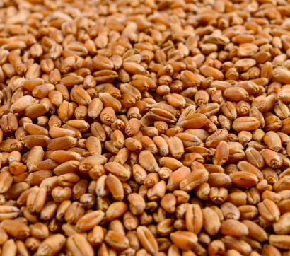 Wheat Seeds
