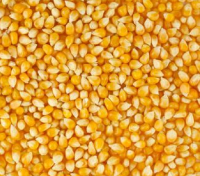 Yellow Maize Seeds